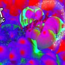 Het Verschil Tussen Psilocybine & Psilocine 