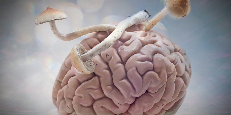 How Magic Mushrooms Affect Your Brain