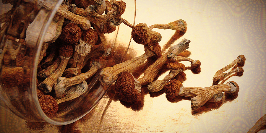 How To Avoid A Bad Trip On Magic Truffles Or Mushrooms
