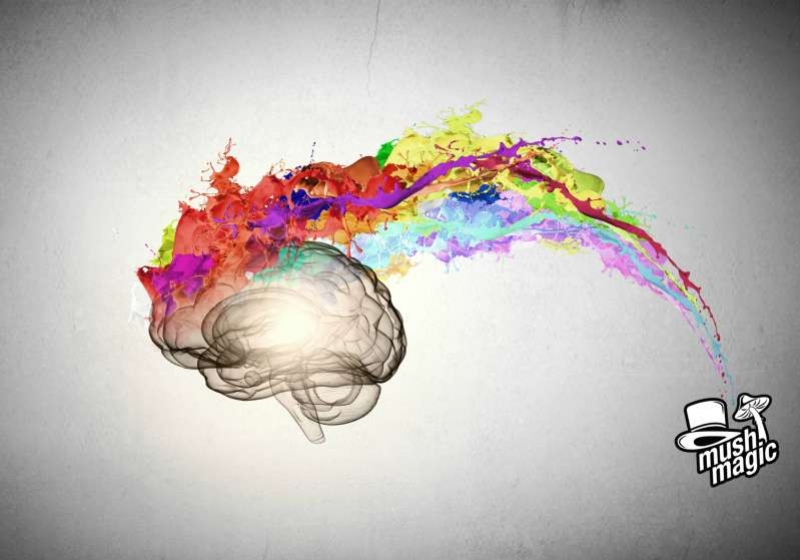 Coole Video: De werking van Magic Truffels op de hersenen 