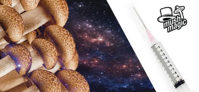 Sporenspuiten: Wat zijn het en hoe prepareer je ze?