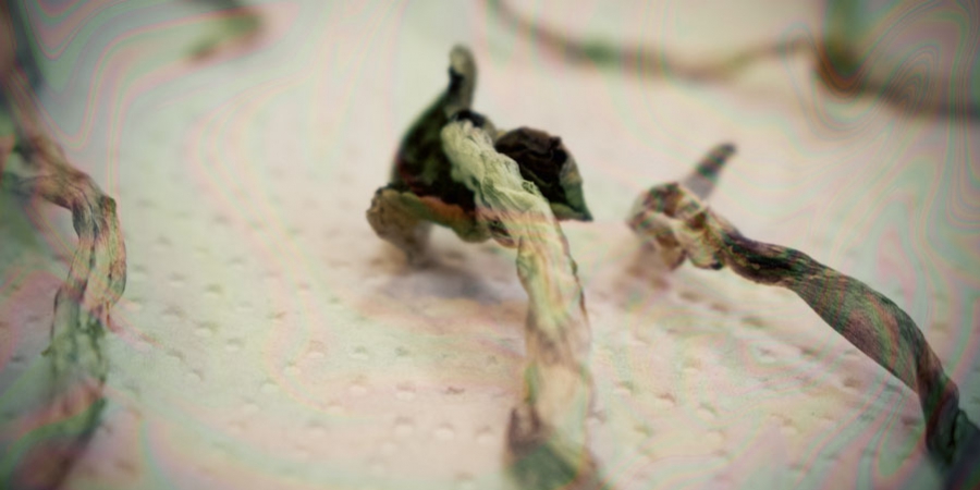 Hoe Kun Je Magic Mushrooms Drogen? 