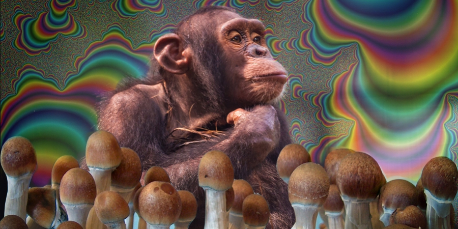 Wat is de stoned ape-theorie en waarom is deze belangrijk?