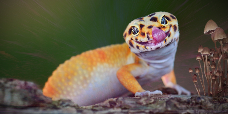 Dieren die net zo verzot zijn op psychedelica als mensen