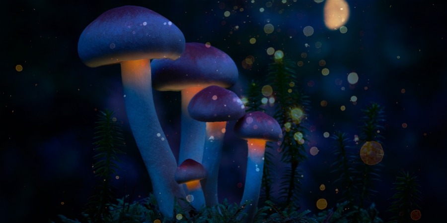 7 Van Nature Voorkomende Psychedelica 