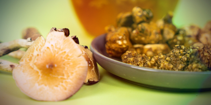 Magic Truffles Vs. Paddo's: Wat Is Beter?