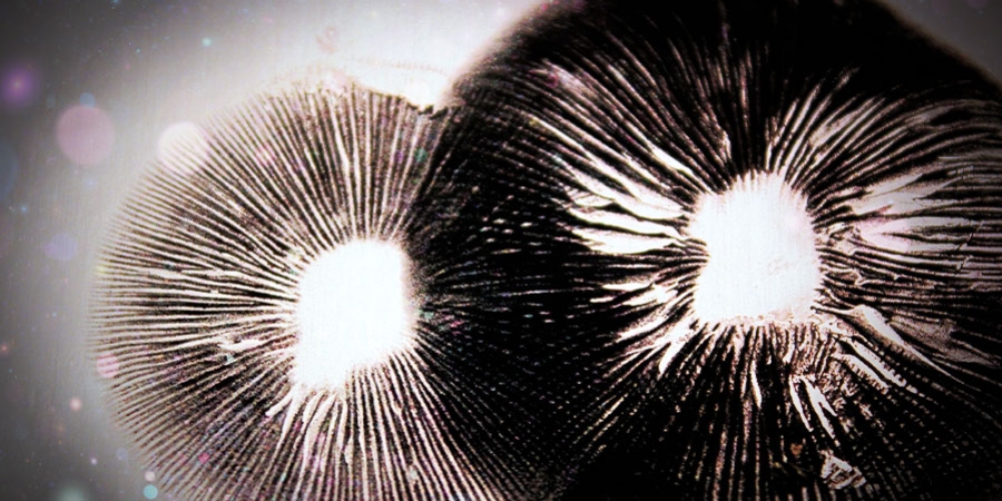Hoe maak je sporenprints van magic mushrooms?