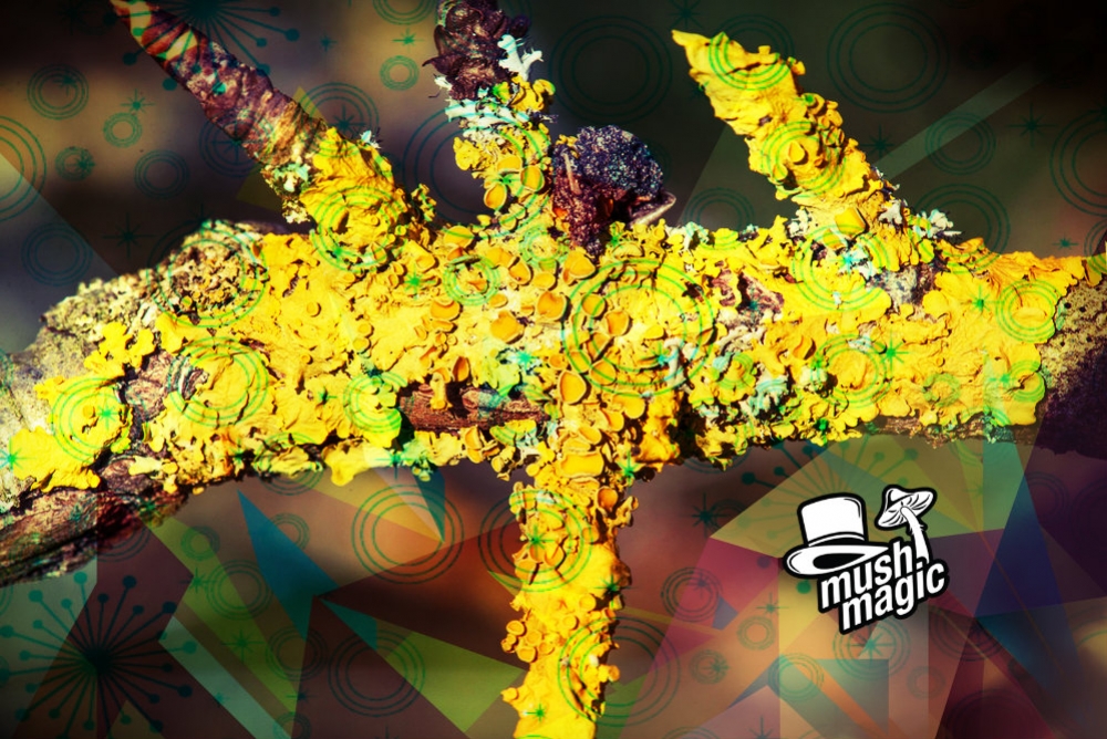 Nieuwe Soorten Psychedelische Korstmossen Ontdekt