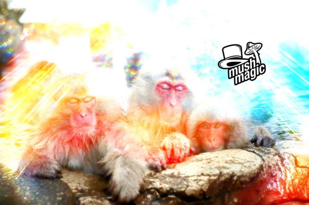 Nieuw Onderzoek: Trippen door Magic Mushrooms De Sleutel Tot Geluk 	
