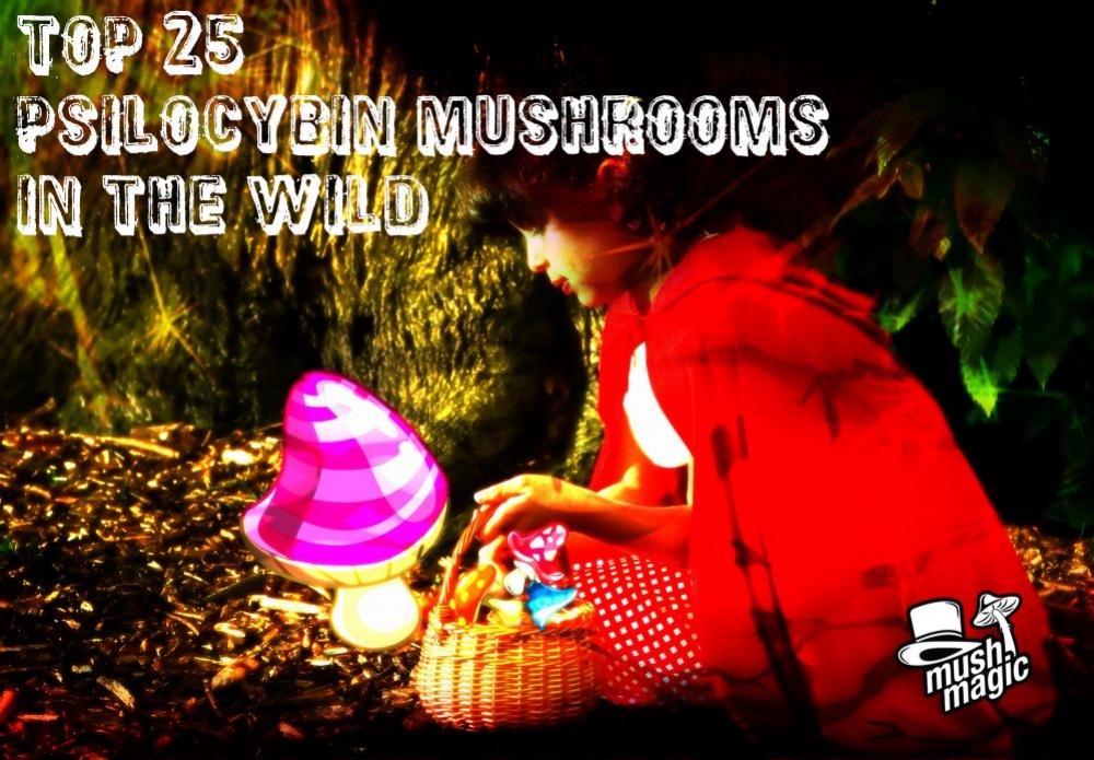 De 25 Meest Voorkomende Psilocybine Paddenstoelen In De Natuur