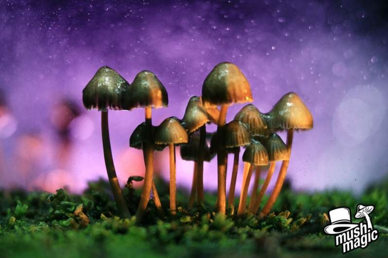 Psilocybine en Psilocine: Het begrijpen van de functies
