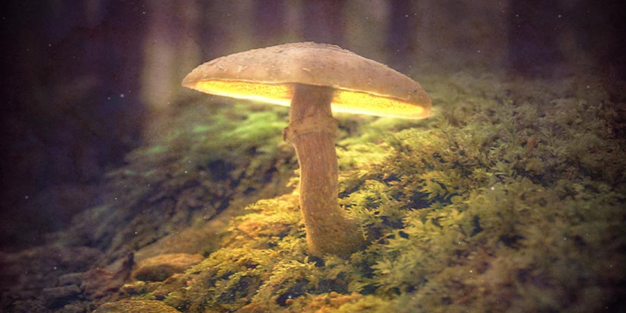 De Geschiedenis Van Magic Mushrooms