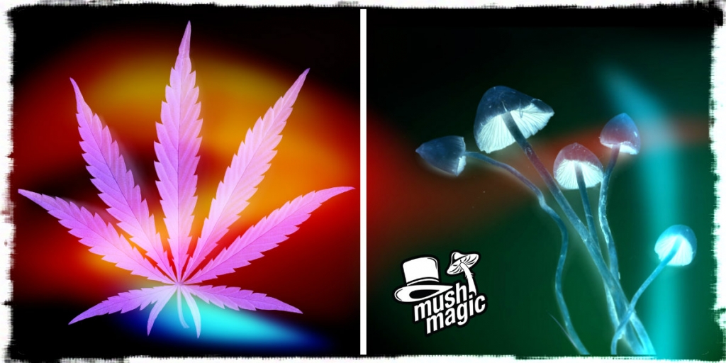 Paddo's Versus Wiet: De Meest Geliefde Drugs Ter Wereld 