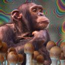 Wat is de stoned ape-theorie en waarom is deze belangrijk?