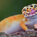 Dieren die net zo verzot zijn op psychedelica als mensen