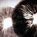 Hoe maak je sporenprints van magic mushrooms?