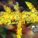 Nieuwe Soorten Psychedelische Korstmossen Ontdekt