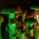 Tips Voor Een Veilige Magic Mushroom Trip