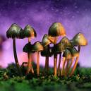 Psilocybine en Psilocine: Het begrijpen van de functies