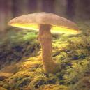 De Geschiedenis Van Magic Mushrooms